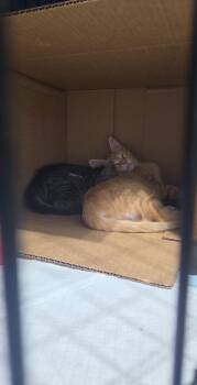 Macaroni -  Domestic Short Hair Cat for Adoption in Virginia Beach, Virginia - Macaroni | PetCurious