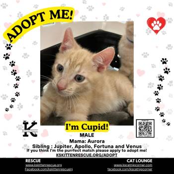 Cupid -  Domestic Short Hair Cat for Adoption in OSBORNVILLE, New Jersey - Cupid | PetCurious