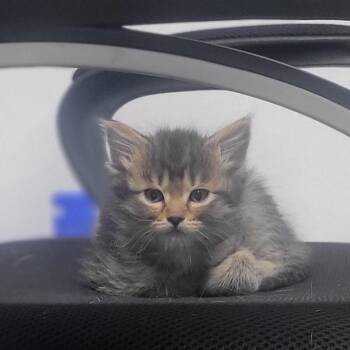 Bruce -  Domestic Medium Hair Cat for Adoption in Rochester, Minnesota - Bruce | PetCurious