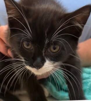 GABBY -  Domestic Short Hair Cat for Adoption in Elizabethton, Tennessee - GABBY | PetCurious