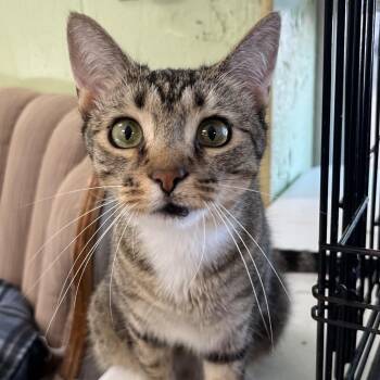 Sailor -  Domestic Short Hair Cat for Adoption in Mt. Juliet, Tennessee - Sailor | PetCurious