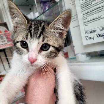 Sable -  Domestic Short Hair Cat Available for Adoption in Belfair, Washington - Sable | PetCurious