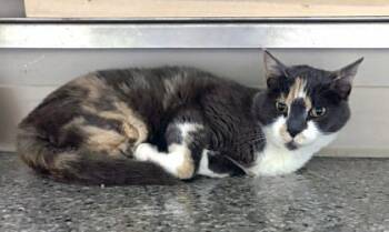 Lindsey (at Smitten Kitten) -  Domestic Short Hair Cat for Adoption in Fishers, Indiana - Lindsey (at Smitten Kitten) | PetCurious