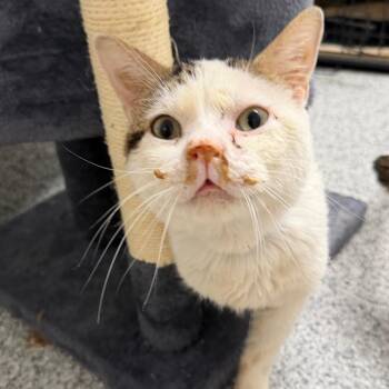 Archibald -  Turkish Van Cat for Adoption in Wichita, Kansas - Archibald | PetCurious