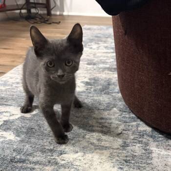 Skye -  Domestic Short Hair Cat for Adoption in Dover, New Hampshire - Skye | PetCurious