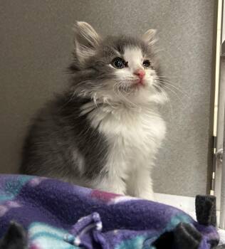 Avocado -  Domestic Long Hair Cat Available for Adoption in Mason City, Iowa - Avocado | PetCurious