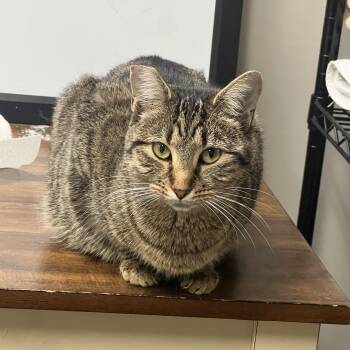 Rescue Domestic Short Hair Cats for Adoption in Nolensville, Tennessee - Teo | PetCurious