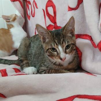 Amos -  Domestic Short Hair Cat for Adoption in Valdosta, Georgia - Amos | PetCurious