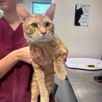 Buffalo -  Domestic Short Hair Cat for Adoption in Englewood, Florida - Buffalo | PetCurious