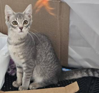 Rowena26 -  Domestic Short Hair Cat for Adoption in Milwaukee, Wisconsin - Rowena26 | PetCurious