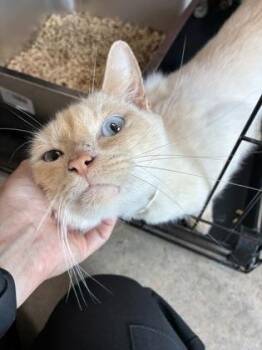 26-542 -  American Bobtail and Domestic Short Hair Cat for Adoption in Barnesville, Georgia - 26-542 | PetCurious