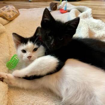 Behemoth C71531 -  Domestic Short Hair Cat for Adoption in Minnetonka, Minnesota - Behemoth C71531 | PetCurious