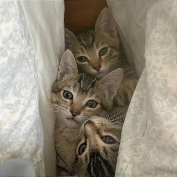 Domestic Short Hair Cats Available for Adoption in Pleasant Hill, California - A1045890 Olivia | PetCurious