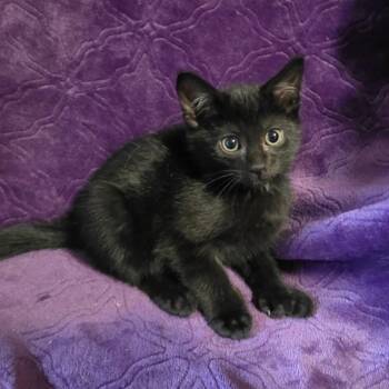Kansas -  Extra Toes Cat Hemingway Polydactyl Cat for Adoption in Bentonville, Arkansas - Kansas | PetCurious