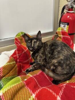 Tortoiseshell Cats Available for Adoption - Torracat | PetCurious