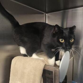BEES IN THE BARN -  Domestic Short Hair Cat for Adoption in Pueblo, Colorado - BEES IN THE BARN | PetCurious
