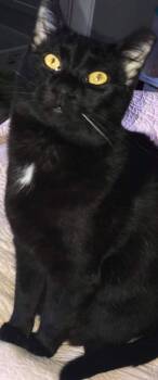 Rescue Domestic Short Hair Cats for Adoption in Greenville, South Carolina - Cola | PetCurious