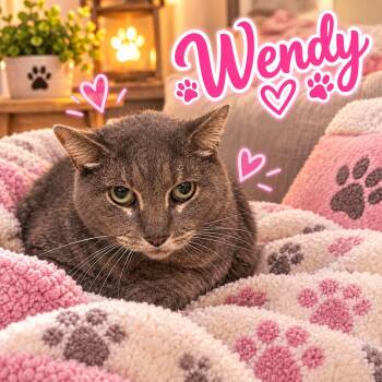 Wendy -  Domestic Short Hair Cat for Adoption in Truth Or Consequences, New Mexico - Wendy | PetCurious