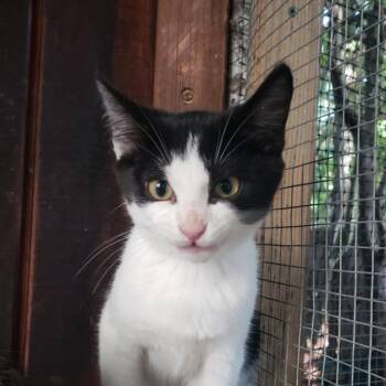 Girlie -  Domestic Short Hair Cat for Adoption in Salt Point, New York - Girlie | PetCurious