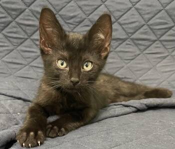 Domestic Short Hair Cats Available for Adoption in Oviedo, Florida - Ketchup | PetCurious