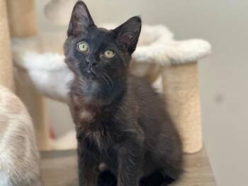 INKY -  Domestic Medium Hair Cat for Adoption in Santa Clara, California - INKY | PetCurious