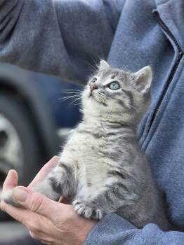 Tabby and Domestic Short Hair Cats Available for Adoption in Buford, Georgia - Tonka | PetCurious