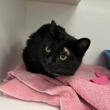 Domestic Short Hair Cats Available for Adoption in Clavet, Saskatchewan - Lady Linguini | PetCurious