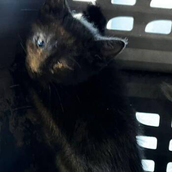 Laylow -  Domestic Short Hair Cat for Adoption in Kingman, Arizona - Laylow | PetCurious