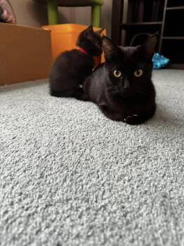 Rescue Domestic Short Hair Cats for Adoption - Tamatoa | PetCurious