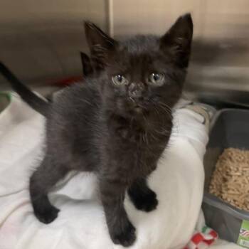 Nova -  Domestic Short Hair Cat for Adoption in Prince Frederick, Maryland - Nova | PetCurious