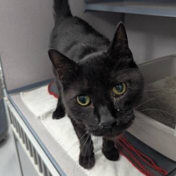 Marvolo -  Domestic Short Hair Cat for Adoption in Evansville, Indiana - Marvolo | PetCurious