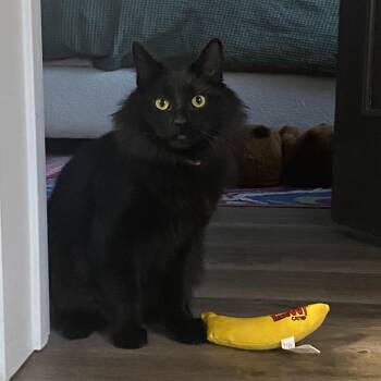 Nana (This is a courtesy listing please contact Kayla 945-301-36 -  Domestic Medium Hair Cat for Adoption in Choteau, Montana - Nana (This Is A Courtesy Listing Please Contact Kayla 945-301-36 | PetCurious