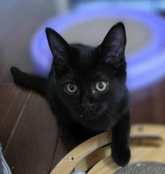 Rescue Domestic Long Hair Cats for Adoption in Terrebonne, Quebec - Amalea | PetCurious