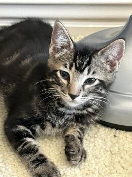 Domestic Short Hair Cats Available for Adoption in San Tan Valley, Arizona - Howie | PetCurious