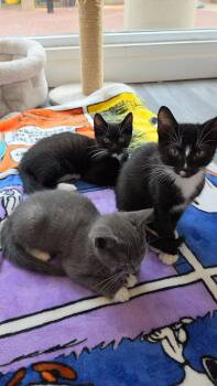 Pickles -  Domestic Short Hair Cat for Adoption in Reston, Virginia - Pickles | PetCurious