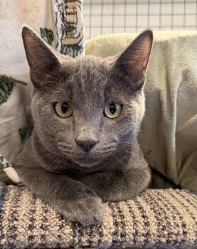 Slater -  Domestic Short Hair Cat for Adoption in Walkerville, Montana - Slater | PetCurious