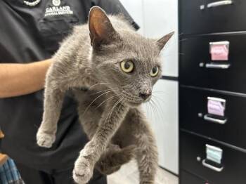 TIP TOE -  Domestic Short Hair Cat for Adoption in Rowlett, Texas - TIP TOE | PetCurious