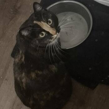 Domestic Short Hair Cats Available for Adoption - Peru *Meet Me At Plymouth Petsmart* | PetCurious