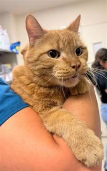 THOMAS -  Domestic Short Hair Cat for Adoption in Riverside, California - THOMAS | PetCurious