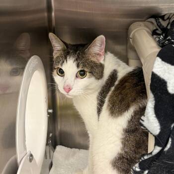 Sebastian -  Domestic Short Hair Cat for Adoption in Mentor, Ohio - Sebastian | PetCurious