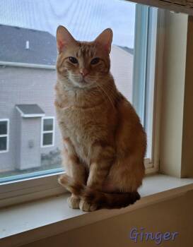 Domestic Short Hair Cats Available for Adoption - Ginger | PetCurious