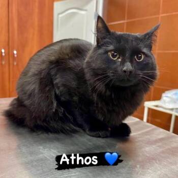Athos -  Domestic Long Hair Cat for Adoption in Fairfax Station, Virginia - Athos | PetCurious