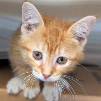 Catcher -  Domestic Short Hair Cat for Adoption in Jefferson, Wisconsin - Catcher | PetCurious