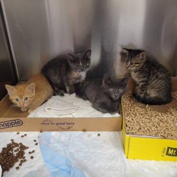Abuelo -  Domestic Short Hair Cat for Adoption in Westminster, California - Abuelo | PetCurious