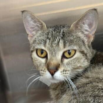 Tilly -  Domestic Short Hair Cat for Adoption in Lansing, Michigan - Tilly | PetCurious