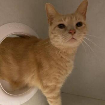 Turkey Leg -  Domestic Short Hair Cat for Adoption in Dayton, Ohio - Turkey Leg | PetCurious