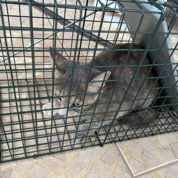 Allie -  Domestic Short Hair Cat for Adoption in Edinburg, Texas - Allie | PetCurious