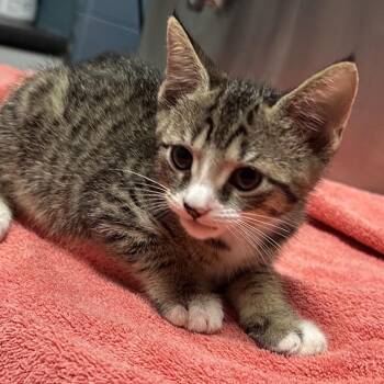 Warrant -  Domestic Short Hair Cat for Adoption in Providence, Rhode Island - Warrant | PetCurious