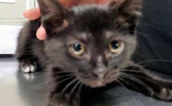 KONDOLI -  Domestic Short Hair Cat for Adoption in Aurora, Illinois - KONDOLI | PetCurious