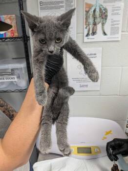 Pitch -  Domestic Short Hair Cat for Adoption in Cincinnati, Ohio - Pitch | PetCurious